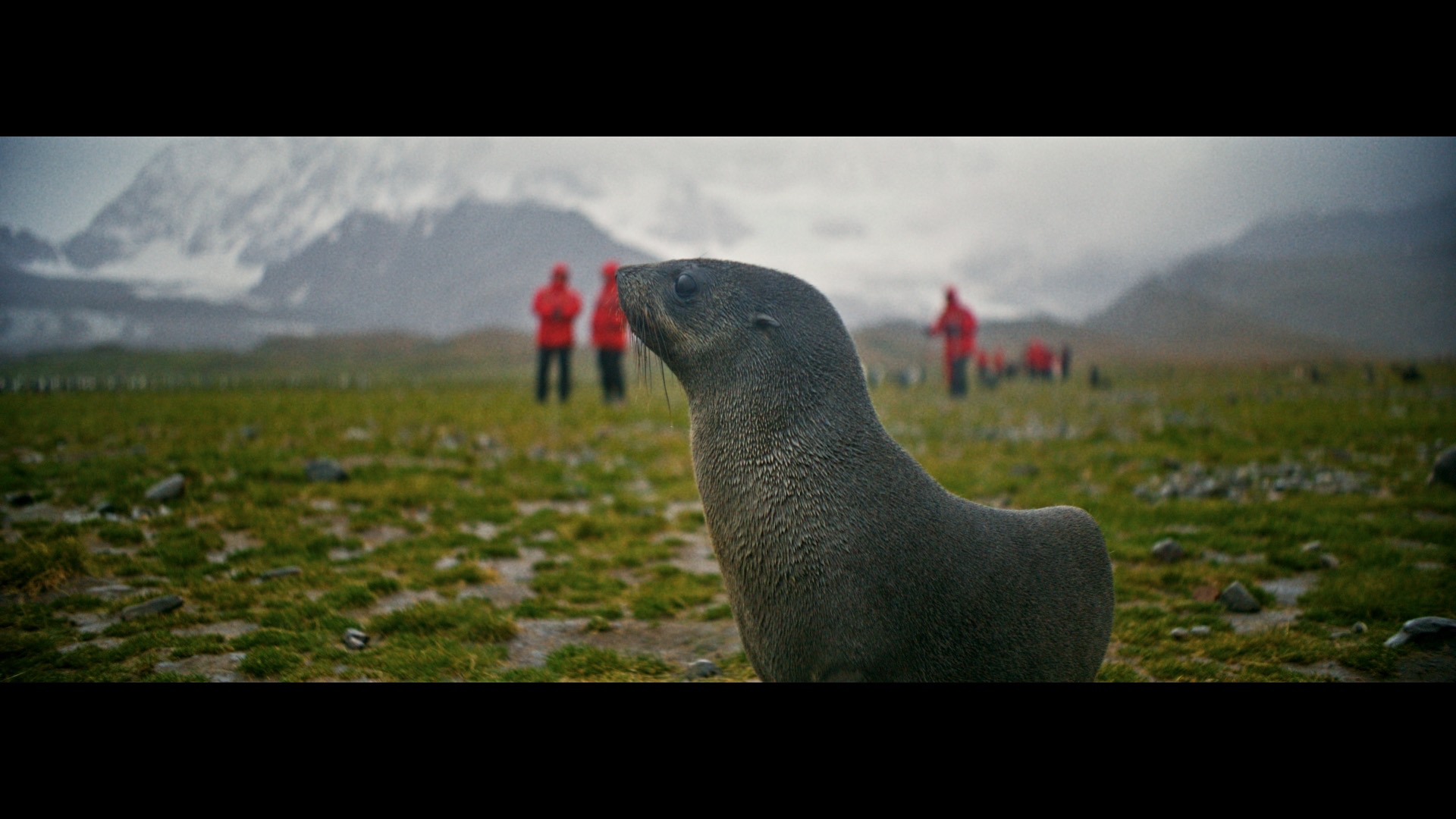 Antarctica — still
