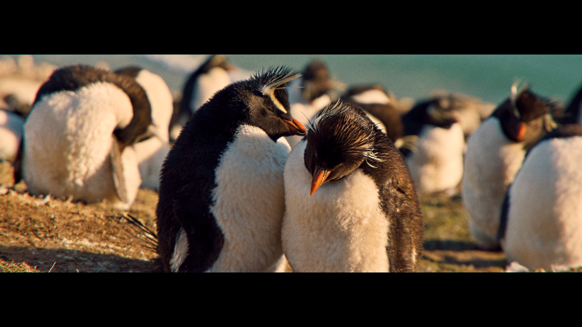 Antarctica — still