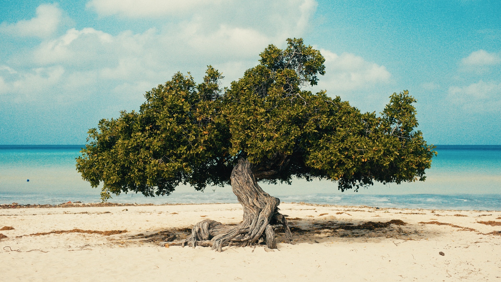 Celebrity Cruises — still 15